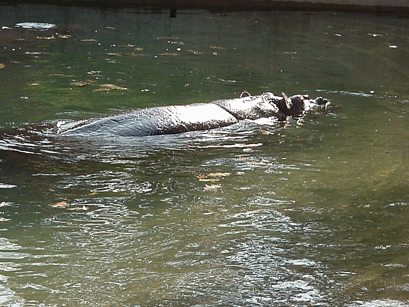 Hippo 2.jpg